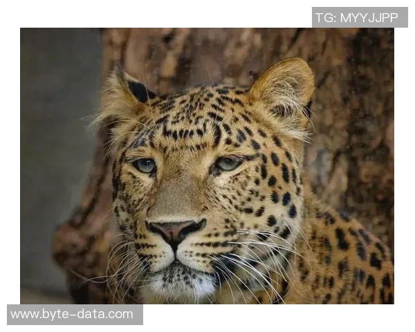雪豹与美洲虎的生存之争：谁才是野生动物界的真正霸主